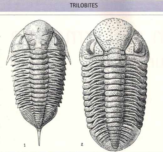 Trilobites de Bohême