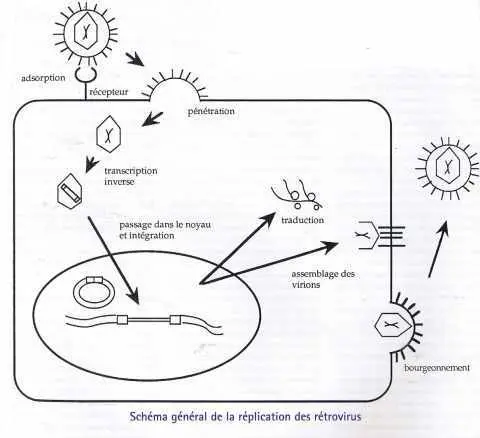 Schéma général de la réplication des rétrovirus