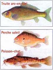 Quelques poissons de la Seine