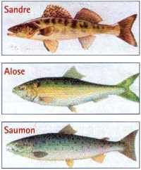 Quelques poissons de la Seine