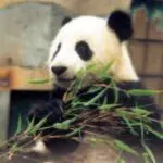 Un panda