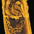 Co-culture de cellules musculaires et nerveuses d’embryon de rat.