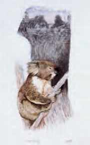 Christopher Croft, Koala Dreaming (aquarelle et technique mixte, 2000).