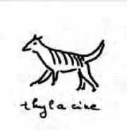 Thylacine ou tigre de Tasmanie