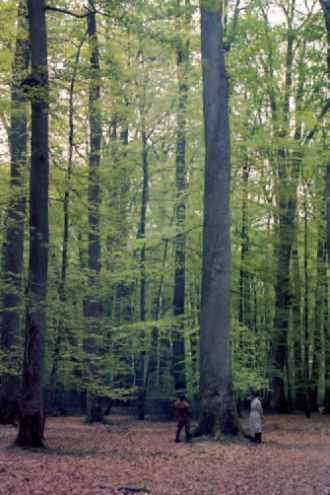 Forêt de chênes exceptionnels (Forêt de Bercé, Sarthe, Chênes rouvres)
