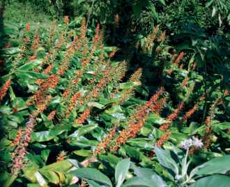 La longose, plante envahissante de l'île de la Réunion