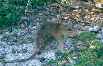 Un rat Rattus envahissant l'île Surprise au large de la Nouvelle-Calédonie