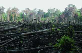 Image de déforestation en Afrique