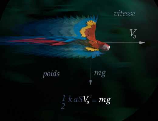 zLe vol de l’oiseau (principe de Bernoulli), image du film de Beatri Milhazes et BUF, Les Paradis mathématiques, 2011.