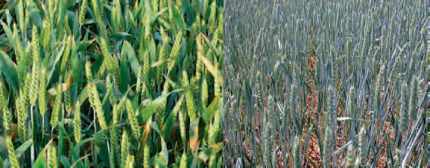 Les effets du climat sur le blé (fortes températures et sécheresse)