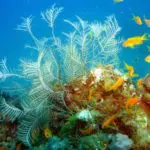 Faune sous-marine à Mayotte