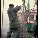Pêche à l'anchoix en Espagne