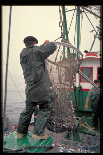 Pêche à l'anchoix en Espagne