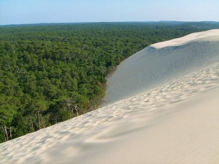 Forêt des Landes depuis la dune du pyla