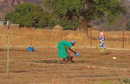 Agriculture en Afrique