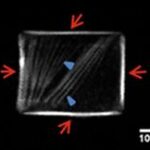 Image en fluorescence d’une cellule U2OS RFP-LifeAct