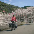 Les sakura en fleurs