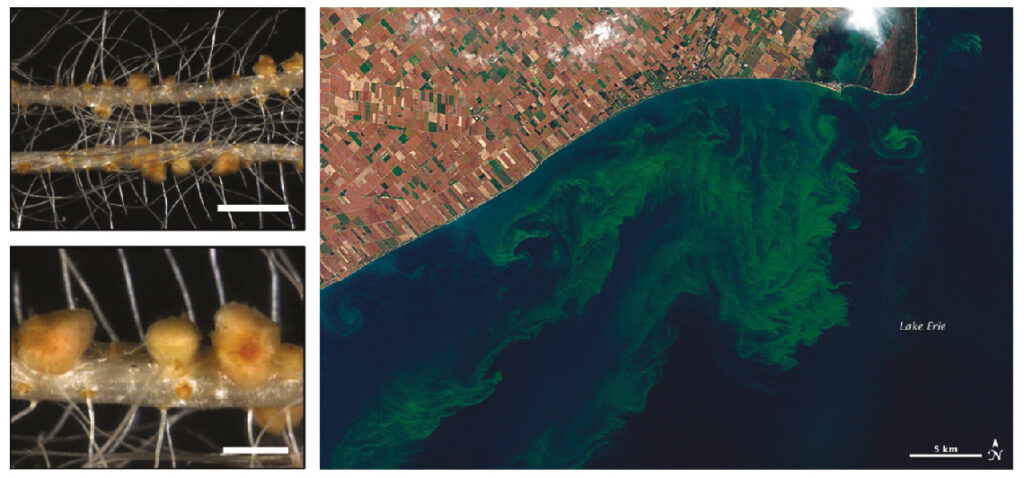  Figure 1 - (À gauche) Vue d’une racine et des nodules formés par symbiose avec des bactéries. Les barres blanches représentent 1,5 cm (en haut) et 2 mm (en bas). Images extraites de Busset et al. [2]. (À droite) Image satellite du lac Érié aux États-Unis en octobre 2011. Les panaches verts sont des efflorescences nuisibles causées par des cyanobactéries. La barre blanche correspond à 5 km. Image prise par Allen et Simmon [3]. 