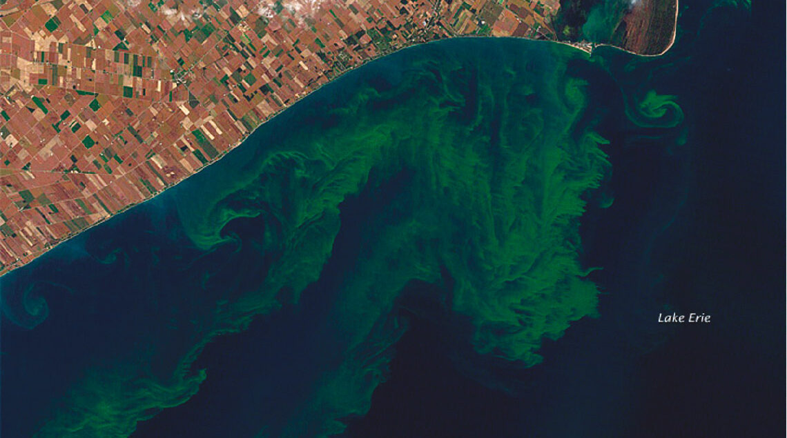mage satellite du lac Érié aux États-Unis en octobre 2011. Les panaches verts sont des efflorescences nuisibles causées par des cyanobactéries. La barre blanche correspond à 5 km. Image prise par Allen et Simmon [3].
