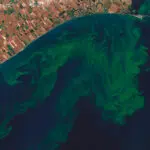 mage satellite du lac Érié aux États-Unis en octobre 2011. Les panaches verts sont des efflorescences nuisibles causées par des cyanobactéries. La barre blanche correspond à 5 km. Image prise par Allen et Simmon [3].