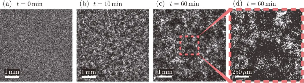  Figure 4 – Séquence d’images montrant l’agrégation de billes causée par la nage des bactéries présentes en suspension tout autour. Seules les billes, de 5 μm de diamètre, sont visibles sur ces images (en blanc). Figure extraite de Bouvard et al. [14].