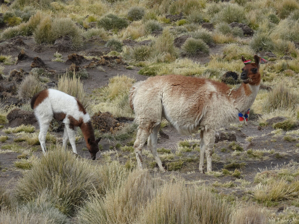 Dans chaque pré, un nouvel élevage de lamas, où les petits accompagnent les adultes.