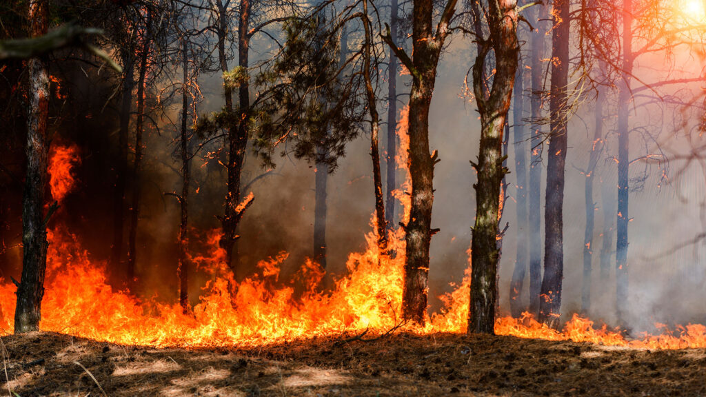 Un feu de forêt. Parmi les risques climatiques, la direction générale de la prévention des risques, rattachée au pôle ministériel de la Transition Écologique est en charge des risques naturels dont font partie les incendies de forêt