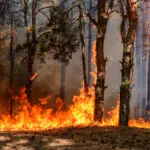 Un feu de forêt. Parmi les risques climatiques, la direction générale de la prévention des risques, rattachée au pôle ministériel de la Transition Écologique est en charge des risques naturels dont font partie les incendies de forêt