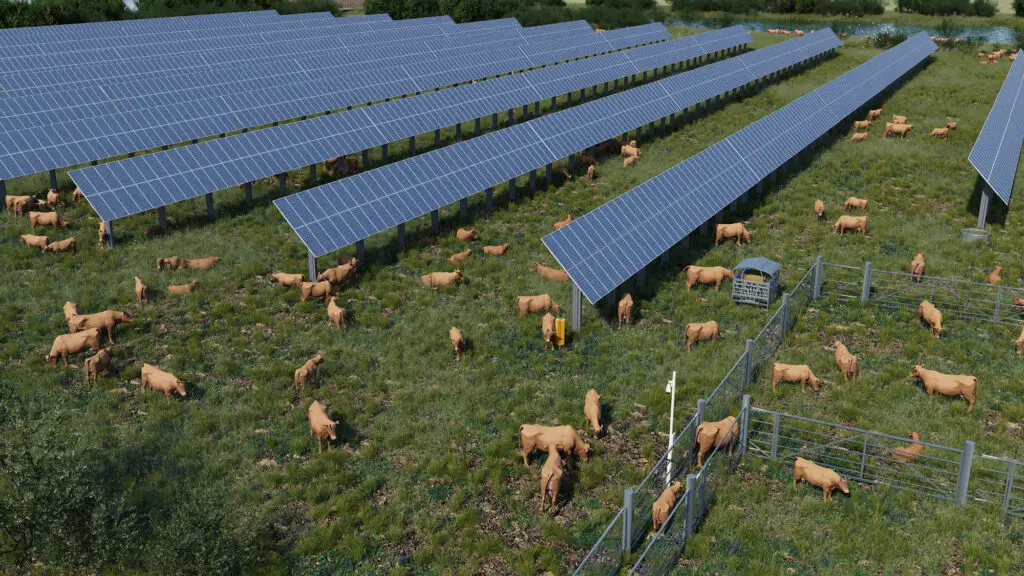 Ferme solaire agrivoltaïque en élevage bovin (© Verso Energy & Jean SaunierCréations).
