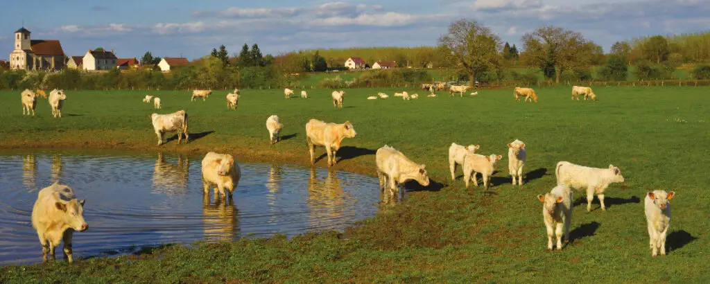 87 % des émissions de gaz à effet de serre issues de l’agriculture sont du méthane et du protoxyde d’azote ayant pour origine principalement l’élevage bovin et l’utilisation d’engrais azotés. 