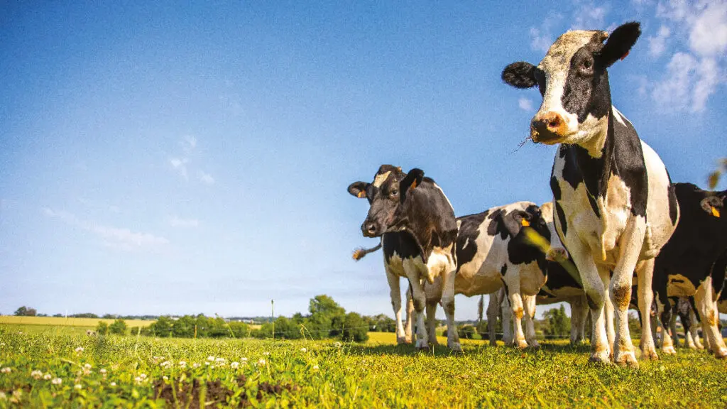 L’avenir de l’élevage en Europe va se jouer sur des choix d’arbitrage entre biodiversité, émissions GES, productivité, 
mais aussi ressources en eau, santé des sols et bien-être animal. © Thierry Ryo / Adobe Stock