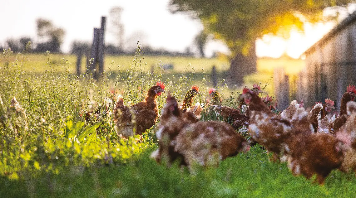 Coopératives agricoles : élevage avicole