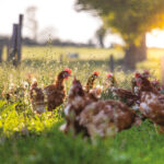 Coopératives agricoles : élevage avicole