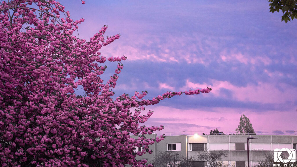 Les cerisiers en fleurs au printemps à l'École polytechnique © Binet Photo, Luc Dauge